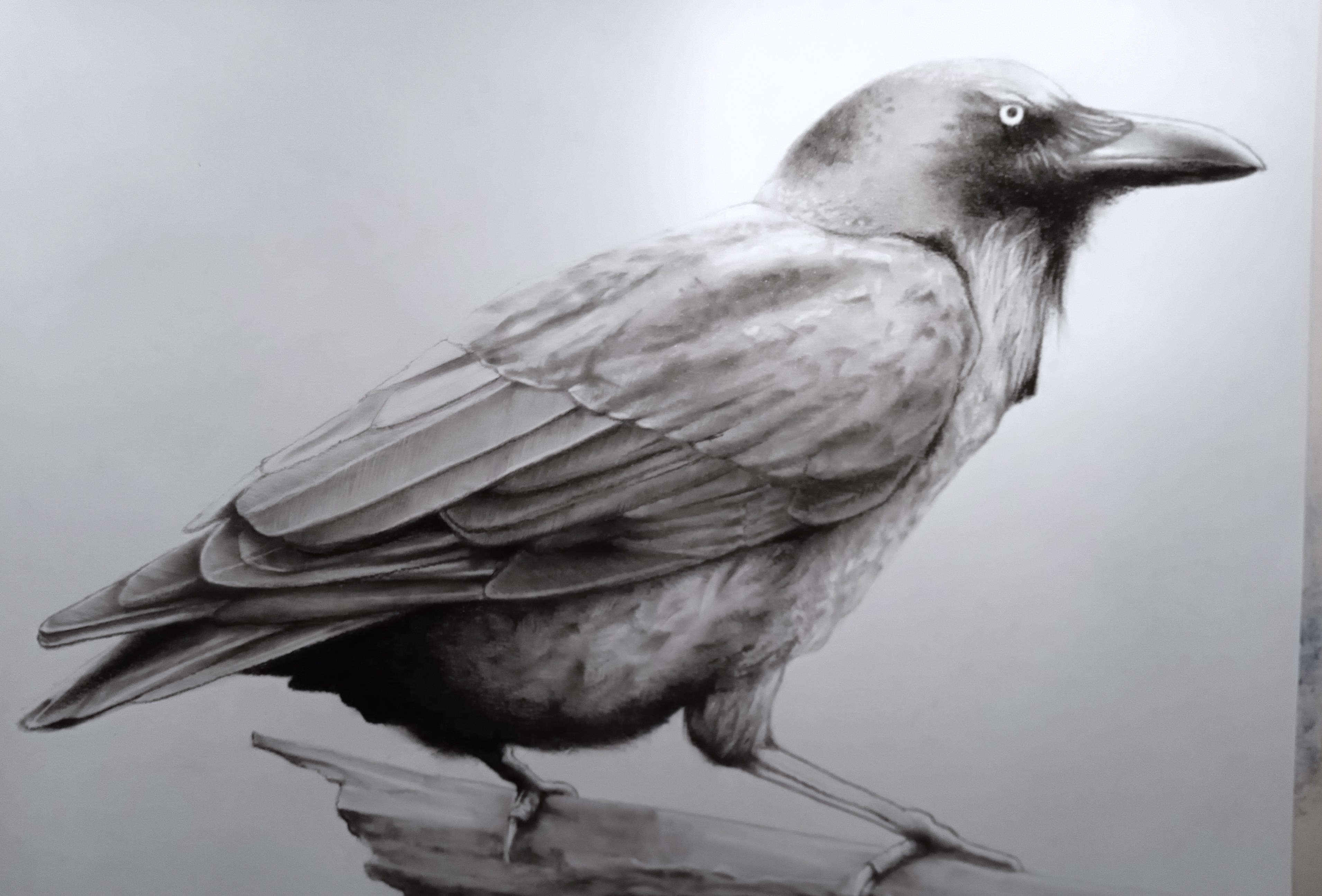 Nevermore, monochrome artwork